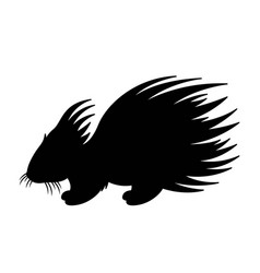 Dark Silhouette Of Porcupine