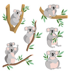 Koala Collection