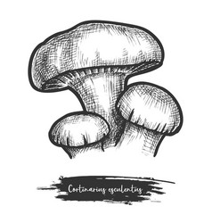 Sketch Forest Mushroom Cortinarius