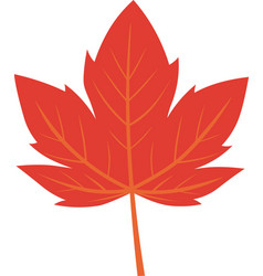 Maple Leaf