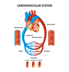 Realistic Blood Vessels Heart Infographic