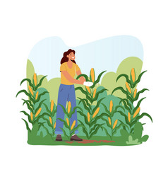 Woman Farmer In Gloves Harvesting Corn On Field