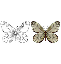 Butterfly Contour And Colored Beige