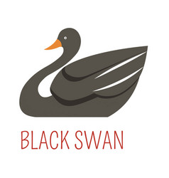 Black Swan Cartoon Bird From Australia