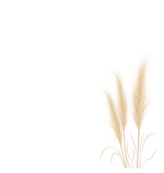 Tan Pampas Grass Branches On White Background