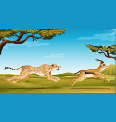 Scene With Cheetah Chasing Anelope