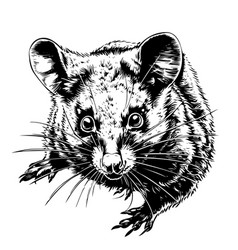 Sketch Possum