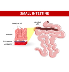 Intestinal Villi Diagram