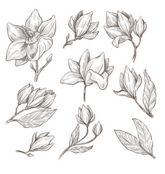 Magnolia Flower In Bloom Monochrome Sketch Outline