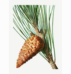 Maritime Pine Cone