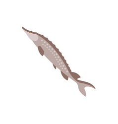 Sturgeon