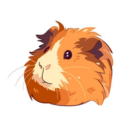 Fluffy Small Guinea Pig On White Backgrounds