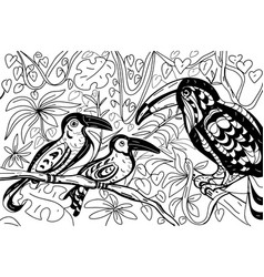 Toucans Birds Coloring Book For Kids Jungle