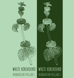 Drawings White Horehound Hand Drawn