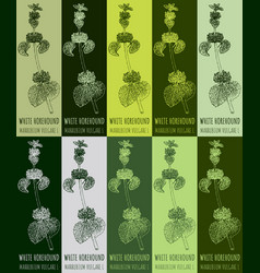 Set Of Drawing White Horehound In Various