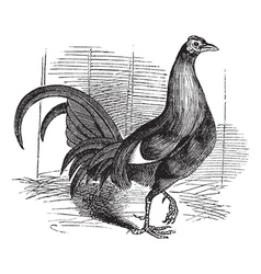 Gamecock Vintage Engraving