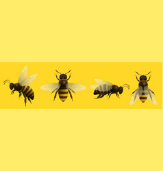 Realistic Honey Bee Insect Set Isolated On Yellow