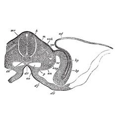 Transverse Section Of An Embryo Chick Vintage