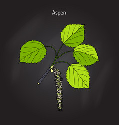 Aspen Populus Tremula