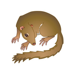 Treeshrew Tupaia - Small Asian Animal