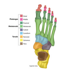 Bones Foot Tarsals Or Tarsus Metatarsals