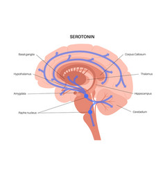 Serotonin Pathway In Brain