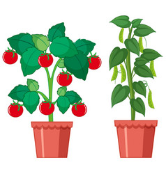 Fresh Tomatoes And Green Peas Growing In Clay Pots