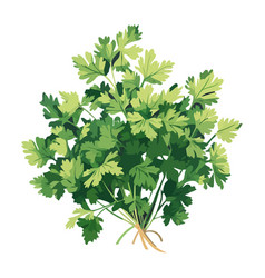 Fresh Parsley Vegetables Add Healthy Seasoning