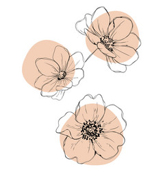 Chamomile Flowers Line Art