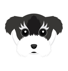 Cute Schnauzer Dog Avatar