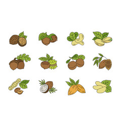 Different Types Of Nuts Set