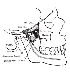 Facial Nerves Vintage