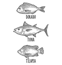 Whole Fresh Fish Tilapia Dorada Tuna Vintage