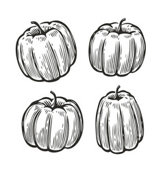 Ink sketch of pumpkin Royalty Free Vector Image