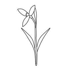 Raising Snowdrop Spring Flower Open Bud Doodle