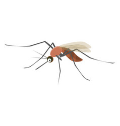 Big Mosquito On A White Background