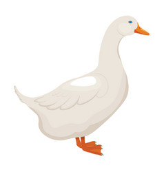 White Duck Isolated