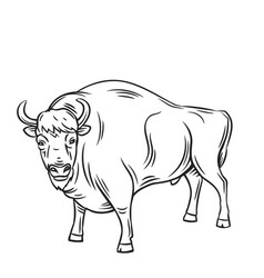 Aurochs Or Bison