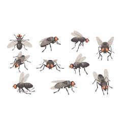 Set Of Housefly Insect