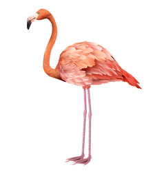 Beautiful Pink Flamingo Standing