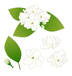 Jasminum Sambac - Arabian Jasmine