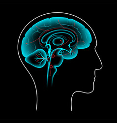 Serotonin Pathway In Brain