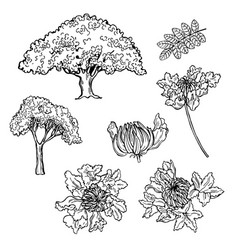 Hand Drawn African Tulip Tree Spathodea