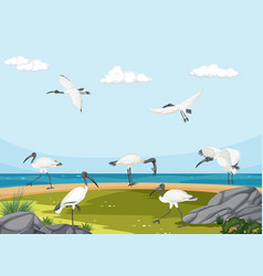 Australian White Ibis Group In Wetland Landscape