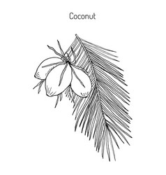 Coconut Cocos Nucifera