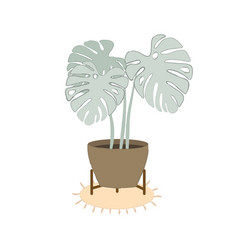 Flower Pot With Monstera