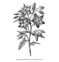 Borage Botanical Vintage Black And White Clip Art