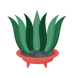 Houseplant In Red Bowl