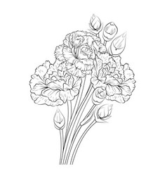 Black Carnation Tattoo Botanical Draw