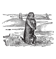 Prairie Dog Vintage